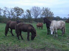 2/11-2008 Endelig oprandt dagen, hvor Efi og Baldur flyttede ind på Liselund.

Det var spændende, hvordan Baldur ville reagere ved at skulle trækkes og ved at køre trailer. Kent og Karsten tog sig tid og ved at trække og puffe kom Baldur endelig op i traileren. Efi tog det hele med stoisk ro, gumlede lidt hø og holdt godt øje med Baldur.
Turen gik fint. Da vi kom hjem kørte Karsten ind på ridebanen og vi lod hestene tage sig tid til selv finde ud. De andre heste var helt eksalterede og ville meget gerne hilse på, hvilket skete uden hvin og sparken. Dejligt.... 
Allerede 5 min efter aflæsningen gik hele flokken - delt i 2 små flokke - tæt op ad hegnet og græssede. 
Da vi skulle have hestene på stald, fulgte de to nye bare med og fandt deres boks. 

Det er dejligt når ingen kommer noget til. 
