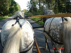 27/12-2008 Vi har desværre fået trist nyt fra Jette og Egon. Ronja og Sheilas nye ejere. 
Ronja døde desværre af sin forfangenhed og det lille nye føl gik hen og fik tarmslyng. Stakkels Jette og Egon. Vi tænker på jer... Og håber at I trods modgangen får kørt med jeres andre heste.
Billedet - er fra da Karsten allerførste gang kørte med Ronja og Sheila. To pragtfulde køreponier.... Og tempoet var forrygende.....