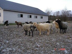 16/1-2009 Prøv vores nye spil hjernevrideren.... du finder linket sidst i menuen. Fotoet er Smilla.
Fårene er nu ved at blive tykke.... Det bliver spændende at se, hvor mange lam vi får i år. De første forventes ultimo februar. Rosa, der er den første i år, er godt nok rund.... Måske får vi 3 i første hug...