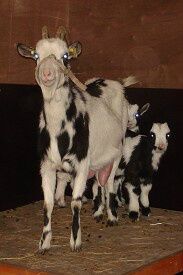 2/3-2009 Som jeg vist nok før har sagt, så er vi ikke færdige med at få nye dyr.

I weekenden blev vi beriget med 2 geder og 3 bukkekid. Rikke - mor til Kjeld og Knud samt Ane - mor til Lars. Gederne er Dansk Landrace.

Hvorfor... spørger du???? Joeh.... Det er sådan at vi meget gerne vil være yderligere selvforsynede og i geder er der både mad og drikke. Jeg har allerede malket og mælken er brugt i mad og kaffe. UHMMMM....

Geder er superkloge..... Man kan simpelthen se, at de lurer én alle tricks af.... Hvordan åbner man døren, hvor kan man komme ud, hvor høj er mellemvæggen, hvad med vinduerne, hvem fodrer.... osv....

Vi har også fået ny pensionær. Helle havde mulighed for at få Gná op til sin anden hest Thor og derfor blev der en boks ledig.

Denne boks er nu udlejet til Savannah, en kæmpestor hest i forhold til vores ismuler. Savannah er en blanding mellem Fjordhest og Norsksvensk skovhest... Sådan én skider 2 trillebør fulde om natten...... Det går dog allerede godt mellem de små og Savannah. 

Vi byder Savannah og Maiken velkommen og pøj-pøj til Helle og Gná.