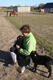 10/4-2009 Et af vore fantastiske får er nedkommet med firlinger... Alle har det  godt og der er et mylder af små lam overalt. Alle farver og alle størrelser. Hyggeligt....

Lýsa er meget tæt på at fole... Indenfor 20 dage, hvis hun da ikke snyder os.

Efrídís og jeg skal deltage i vort lokale baneåbningsstævne næste weekend. Vi træner og er begyndt at få noget undervisning. Det bliver mægtigt.

Skáti skal nu i gang igen. Vi har været på nogle småture og han nyder at komme ud. Han er faktisk i vinterpausen vokset med hele 3 cm og er nu 139 cm høj. Han er dog også godt rund.

Vores kamera er gået itu og derfor kan jeg pt. ikke lægge fotos på hjemmesiden... men der er bestilt et nyt og det skulle gerne nå at komme inden føllet arriverer.

Påsken har desuden bragt det smukkeste vejr med sig... og vi nyder at være udenfor. Der er nu ingen undskyldning for at komme lidt i haven. 