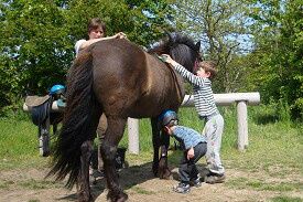 24/5-2009 Vores lille Abba er fantastisk lækker.

Hun og Lysa har fået selskab af Efridís. Det er gået udover al forventning. Lysa og Efridís har savnet hinanden og der var straks gang i nussetøjet.

Abba synes at det er enormt spændende med alle de indtryk. Fårene er noget så interessante. Vallakkerne og Baldur er meget spændende, men ikke farlige... For hun tør sagtens at gå helt hen til hegnet og hilse på.

Skáti er i fuld gang med ridningen. Han er og bliver utrolig rar og nem at omgåes. Drengene fra nabogården har hjulpet med at strigle og rense hove. Og Skáti finder sig i alt. Pragtfuldt.

Jeg har meldt 4 heste til dyrskuet. Lysa og Abba. Örn og Skáti. Vi kommer med en samling efter Lysa. Det skal nok blive godt.

Derfor træner jeg også mønstring med dem alle 4. 

Heldigvis har vi nogle gode veninder, der gerne hjælper os med alle dyrene. 

Vi har skilt køerne ad. Agnes skal nok snart have kalv igen og Ally kan derfor ikke gå sammen med hende.

Vi har stadig Pusle og Smilla. De kræver jo ikke ret meget, men jeg får dårlig samvittighed over ikke at benytte dem nok.