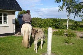 5/6-2009 
Det går forrygende med vores lille føl. Hun er utrolig modig og vaks. Jeg har redet Lysa med Abba ved siden. Stille og rolig.... der er heldigvis næsten ingen trafik hos os. 
Det er superskønt at ride på min gode tøs igen.... og vi nyder det alle sammen.... Hundene løber nemlig gerne med... Det er hyggeligt.

Ponierne er nu sammen med hopperne og det går fint. Smilla og Abba er begyndt at lege lidt sammen - under overvågning  af Lysa - naturligvis....

Savannah går sammen med Agnes (koen), der er skilt fra kalven Ally, da Agnes gerne snart skal kælve. 

Ellers går tiden såmænd med dyrskue-træning, ridning og arbejde fra jorden. Der er godt nok ikke mange timer i døgnet.... Heldigvis er Karsten effektiv og ordner ALT ANDET... Kan man ønske sig mere!!!!

Skáti rides næsten dagligt. Han er stadig dejlig nem. Örn løbetræner jeg sammen med. Når der skal løbes med 3 heste til dyrskuet, så må konditionen nødvendigvis være lidt bedre end den er NU... Baldur er ved at opdage 