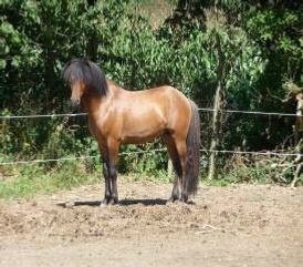6/7-2009 Vi har sendt Lysa til hingst igen. 

I år har vi valgt at bruge Stutteri Gamlevældegårds hingst Örninn frá Torfastöðum. Han er en dejlig hingst med charme og gode gangarter. Han er en rolig og venlig hingst med det temperament vi gerne vil have at vores heste får. 

Örninn er en smuk hingst. Se bare på fotoet af ham...