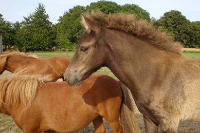 19/9-2009 Vi har solgt køerne.... 

Det har givet os utrolig meget plads, at vi nu kan have vores heste gående på yderligere en mark. 

Jeg er begyndt at ride igen. Stille og roligt... Hold da helt op, hvor man mister muskelmasse af bare at sidde stille og kukkelure. 

Hestene nyder klart at blive brugt. 

I morgen er der Hestemesse i Nexø og vi skal derned med Efridís. Der tropper 3 ryttere op fra Tölta. Helle, Christina og jeg. Der skal rides en helt enkel opvisning á 15 min. varighed. Det må jeg da ku holde til...

Skáti er godt på vej med tølten. Han er så fantastisk dygtig og gør alt, hvad man beder ham om. 

Lýsa rides også lidt nu. Hun er jo godt på vej med næste føl. Abba er skøøøøøøn..... 

De to 