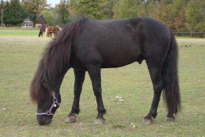 10/10-2009 
Vi er så heldige, at der atter er kommet en smuk hingst til øen. Vi ønsker Kent Jørgensen tillykke med Óratór fra Vöðlum. En dejlig og smuk hingst direkte importeret fra Island.
 
Måske noget for Efridís....

Læs mere om Óratór fra Vöðlum under fanebladet hingste. 

Vores indkørsel er blevet så flot og helhedsindtrykket kan man se under fanebladet staldbyggeri. Der er fordelt 19 tons sten. 

Ellers er der igen enkelte nye fotos af hestene. 

Fotoet er Órator frá Vöðlum.
 