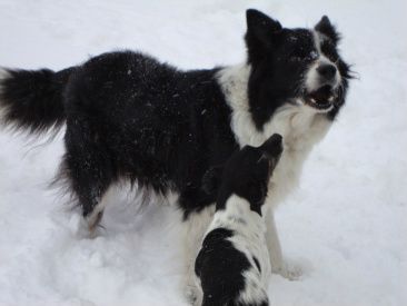18/12-2009 Hurra så kom den endelig.... Sneen.... Det er lige før at vi nu forventer hvid jul!!!

Hele området er dækket af en hvid dyne. Man bliver som barn igen. Sjovt nok er det ikke kun os mennesker, men også alle dyrene er helt fjollede.

For Abbas vedkommende er det første gang hun ser så meget sne. Vi fik en lille snert af vinter i efteråret. Men dette er da rigtig sne.... 

De andre har prøvet det før og trods det gik den vilde jagt rundt på markerne.

Skáti, Örn og især Lady fik tonset omkring i den hvide dyne. De to gamle madammer nøjedes med at vende og rulle sig i sneen.

Se stemningsbillederne under punktet 