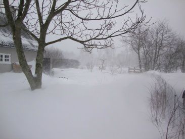 30/1-2010 Så har vi snestorm, der raserer Blemmelyng... 

Der er sne alle vegne. Hønsene i hønsehuset og dyrene i stalden var totalt sneet inde her til morgen. Der er ingen døre, der kan åbnes uden at det står ind i snekaskader.
Hundene har ikke engang lyst til at komme ud. Kattene gemmer sig for ikke at blive smidt ud for at tisse. 
Det er svært at trække vejret i stormen. Jeg kan godt forestille mig, hvordan Nansen og andre polarforskere må have haft det i visse tidspunkter af deres liv.
Hestene er inde i stalden i dag. Det er allerførste gang, at vi har været nødt til at beholde dem inde, men det er simpelthen komplet umuligt at se hegn og læskuret er fyldt op med sne. 
Heldigvis har vi vores gode brede staldgang og alle hestene har været ude for at bevæge sig og besøge de andre ved deres bokse... Hyggeligt!!! 
Jeg har lagt nye fotos ind af alle hestene... Tag et kig!