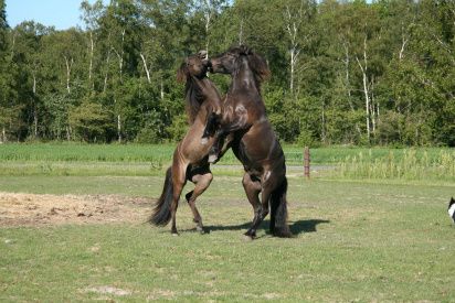 27/6-2010 Hvor er det dejligt med gode venner... 

Som I jo nok ved, så har jeg smadret mit kamera - en katastrofe i disse dyrskuetider.... ØV ØV ØV....

Heldigvis kom Keld og Anne-Mette forbi og fotograferede alle vore dejlige heste.

Se de skønne fotos af bl.a. Baldur og Laxi.... 