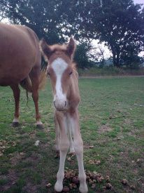 11/8-2010 Så skete det!!!! Gjósta nedkom med en dejlig hingst. Det gik heldigvis godt. Kl. 04.00 var der slet ingen tegn på, at hun skulle til at fole - kun ganske små voksperler på dievorterne indikerede en snarlig foling. OK.... så jeg gik ind for at få en ekstra times søvn inden jeg skulle på job.
Kl. 05.15 var der et dejligt lille føl, der søgte efter patterne. Hvordan pokker kunne det nu ske???? Altså så meget for alle de erfaringer vi drager os.... hehe
Hovedsagen er, at vi nu er færdige med læmninger og folinger for i år. 

Noget kommer - noget går.... Lady er desværre ikke mere!!!

Vores dejlige bordercollie blev 10 ½ år og har haft et rigt liv med mange dejlige stunder. Hun var blevet syg og havde det ikke godt mere. Da hun forleden ikke ville med ud at gå og heller ikke med på rideturen, tog vi konsekvensen og fik hende aflivet. 

Kære Lady - hvil i fred!!!