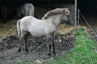 15/11-2010 Lille Laxi fra Liselund har fået en ny familie. Han er flyttet ud til sine nye venner Romandia, Enya, kattene, Solvej og Stig. 

Det er meget underligt at sige farvel til sådan en lille fyr, men han tog det med stoisk ro og savner os overhovedet ikke. 

Vi ønsker Solvej og Stig held og lykke med Laxi... Han vil give jer mange glæder i fremtiden. 

Sikke nogle rideture vi vil få om 4-5 år.... hehe