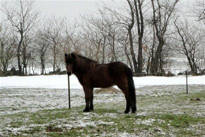 20/1-2011 Hurra.... vi skal være bedsteforældre til en lille pige. Barn og moder har det godt ifølge moderen, lægen og jordemoderen... Louise er nu ca. 23 uger henne og har mærket første rigtige spark. Det bliver bare så spændende!!!

Så er der nu 99, 113, 161 og 177 dage til følankomst, hvis vi altså ikke bliver snydt af hopperne. 

Det går fint med Øgge. Hun er faldet godt til i flokken og da vi jo også kan have vores vallak Skáti i denne, så er det godt nok nemt at lukke heste ud og ind på fold. 

Øgge er lidt pasagtig, men er meget lærenem og har stor vilje. Hun er glad for at ride ud - også alene. Hun er super rar og meget kærlig. 

Penny er lige blevet klippet. Af mig selv. Det gik fint. Har godt nok fået diverse kommentarer, såsom at hun ligner E.T., har hun pagefrisure og at hun ligner en rullepølse... NÅ... og hva´ så... jeg elsker rullepølse - især hjemmelavet!!!

Karsten er begyndt at sysle med en ny opskrift, der snarest vil blive lagt på hjemmesiden.

Det sner igen.... 

Fotoet er dejlige Øgge Hind!!!