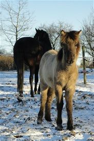13/2-2011 Nu kan man starte ridningen på ridebanen i Vestermarie. HURRRRAAAA.... Så er der forår i luften. Og tusind minusgrader.... Sådan føles det, når vinden piber om ørene på én.

Det var meget lærerigt at have Øgge med på banen. Hun var noget duperet af alle de træer og så kom der også pludselig en hest, hun jo aldrig havde set før. Men hun var bare sød og rar. Det er let at se, at trods rideture i skoven, så er konditionen og smidigheden der endnu ikke.

Vi besøgte Laxi i går. Han er stadig noget så dejlig og det går godt med ham. Romandia er total forelsket i den lille fyr. Og det er hans nye ejere jo også. 

På salgssiden har vi nu en dejlig hoppe på 15 år... Sandi... Navnet minder om 