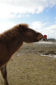 9/3-2011 Nu er der så kun ca. 53, 67, 117 og 131 dage til at føllene kommer. Hopperne foler i nævnte rækkefølge - Efridís, Lýsa, Mánadís og Gjósta. I løbet af ret kort tid skulle de første lam også gerne melde deres ankomst. 

Så bliver der liv og glade dage på Liselund. 

Det går fint med at ride Øgge. Hun er meget sød og altid glad for at komme ud. Skáti er begyndt at blive en smule rund. Han hygger sig for meget med de unge omkring høet. 

Vejret har ellers været dejligt et par dage. Og vi er startet på forårssyslerne. 

Hønsene har også opdaget at vejret er blevet bedre. De lægger nu æg igen og vi må hellere få os en ny hane. 

Begge hunde har været i løbetid. Sikke et trummerum. Heldigvis er nabohunden ved at være så gammel at han slet ikke har opdaget det.

Fotos af de 