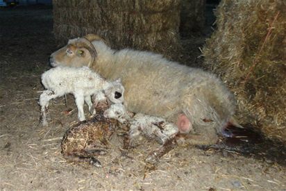 12/4-2011 Trillingernes år? - Nu er der åbenbart kommet hul på bylden.... En af de får, der normalt ikke har fået mere end tvillinger, leverede et hold smukke lyse trillinger. Hvor er de bare kære.... Drenge alle sammen. Og så fik vi lige et hold trillinger i nat også.... jo jo jeg ved sørme godt hvad vi skal få tiden til at gå med.

Heldigvis kommer min skønne mand ud i stalden med kaffe, småkager og portvin. Han må siges at være superlogistikmedarbejderen her på Liselund.... 

Solen skinner ind i mellem. OG IND I MELLEM er det bare isenede koldt og blæsende. Der er simpelthen for få solskinstimer i øjeblikket. 

Der er nu under 20 dage til at vores dejlige Efrídís skal fole. Vi er så spændte. Og vi har da også besluttet at vise både hoppe og føl, Abba og Øgge til dette års dyrskue.... PUHA.... Godt at vi har gode venner til at hjælpe!

Billedet er af Annabel, Django (med klap for øjet), Dario og Dirch (den mørke). 