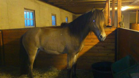 24/5-2012 Så blev det dag 2.... vi startede fra Dueodde -  Desværre allerede et amputeret hold - kun 3 kvinder. Stakkels Anna har været dårlig hele natten. 

Det var en helt fantastisk dejlig dag. Se mere på vores side om Bornholm rundt.... 

I dag har vi også fået vores nye hoppe Fála fra Drejergården. (Fála er navnet på en islandsk troldkvinde) En meget smuk og kærlig hest. Da hun kom ret sent vil der først blive lagt gode fotos ind i løbet af i morgen aften.

Men ét der kan bruges er der taget af hende i stalden.