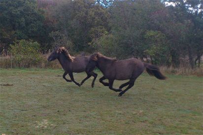 21/11-2012 Nogen gange går alting bare så vildt stærkt.

Vores to små bassemænd... de sidste af unghesteflokken  - er i dag sendt med transportøren over til deres nye familie. 

Det var faktisk meget hårdere end jeg mener at huske det.... Underligt... ellers er jeg ved at blive et gammelt nussehoved. Det blev til en tudestund på toilettet.... Nå, men nu er de sendt afsted. Og det gik naturligvis godt at læsse mv. 

I nat er de fremme hos deres nye familie og sammen med deres halvbror Lás. Ja, begge er solgt til Anna, Frigg og Rune. Det er dejligt at kunne sende sine heste videre til så søde og rare mennesker.

Nå, men det er jo ikke kun dårligt nyt vi kan berette om. Vi har købt os en dejlig 