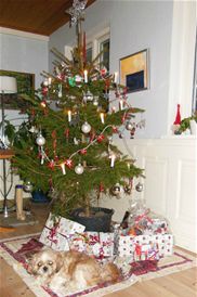 24/12-2012 Glædelig jul til jer alle.... 

Vi skal holde jul hjemme og har inviteret en veninde til at være hos os. Glisse står (som sædvanlig) i køkkenet og kokkererer den skønneste mad. 

Der er pyntet juletræ og gaverne er lagt under. Hundene har lugtet, at der vist er noget til dem i 5 af pakkerne. Penny har i hvertfald ikke forladt tæppet ret længe... Det er næsten værre end børn, der smugkigger. 

Der skal rides tre vallakker i dag, så jeg har travlt... hehe... Så må jeg ordne hus og stald bagefter. Der skal jo også være tid til at hygge i eftermiddag. 

Juletræet er det grimmeste vi kunne finde. Det bliver sat i læbæltet efter jul. Det er i år pyntet med julekravle-Smillaér, iskrystaller, flag og små hjemmeklippede ismuler i sølv-karton.