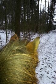 30/1-2014 - Hver vinter kommer jeg i tanke om, hvorfor vi elsker islænderen... og hvorfor vi bl.a. lige netop har valgt denne helt fantastiske hest... 

De er simpelthen i deres bedste miljø, når sneen og vinden fryser verden ned.

En ridetur på vores skønne islændere, der naturligvis er udrustet med mordax og snesåler er det bedste for sjælen. 

De står fast og elsker at give den max gas på de snedækkede og isglatte veje... 

Fotoet er af Kraftur i det snedækkede Blemmelyng... 