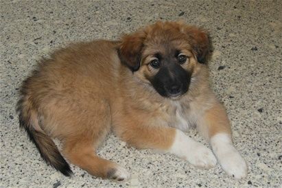 4/4-2014 - Endelig kom Emma hjem. En dejlig lille Border Collie-blanding på 9 uger. Emma er efter Ronja og Ludvig. Ludvig skulle en gang for nogle år siden have været far til vore egne hvalpe. Dengang vi stadig havde vores dejlige Lady. Det lykkedes ikke da. Nu har vi så valgt at få en af Ludvigs hvalpe - på trods af, at de ikke er rene BCére. Der er dog 6/8 BC, 1/8 Schäfer og 1/8 Groenen-dael i Emma.

De andre hunde har taget pænt i mod Emma. Hun skal naturligvis ikke tro at hun er noget. Kattene trak på skuldrene og valgte bare at acceptere hende. 

Der er nu omkring 70 dage til føl. Fála bliver tykkere og tykkere. Vi glæder os meget til føllet. 

Vi regner med at sætte føl i Abba og Efridís. Vefur fra Eikarbrekku kommer til Bornholm. Hvilket er meget heldigt for os, da vi allerede i 2013 havde besluttet os for at bruge ham til Efridís. Abba skal til Óratór. 

Det går fint med at få redet alle hestene. Heldigvis er Marie Louise kommet retur fra skoleophold og der kan trænes kontinuerligt. 

Fotoet er af vores nye lille vapper Emma.