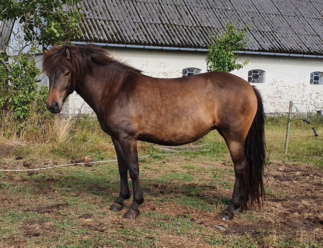 Tritla er solgt til Nordjylland. 

Det er det totalt rette match og vi ønsker de nye ejere hjertelig tillykke med den skønne hest. 